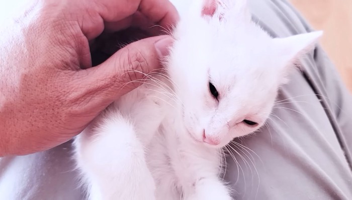 今にも眠りそうな様子