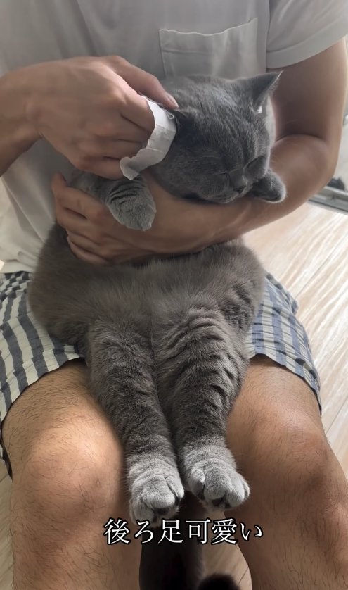 耳掃除をされて目をつむっているグレー猫全身