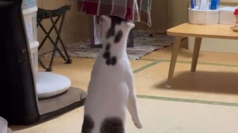 二足立ちしている猫