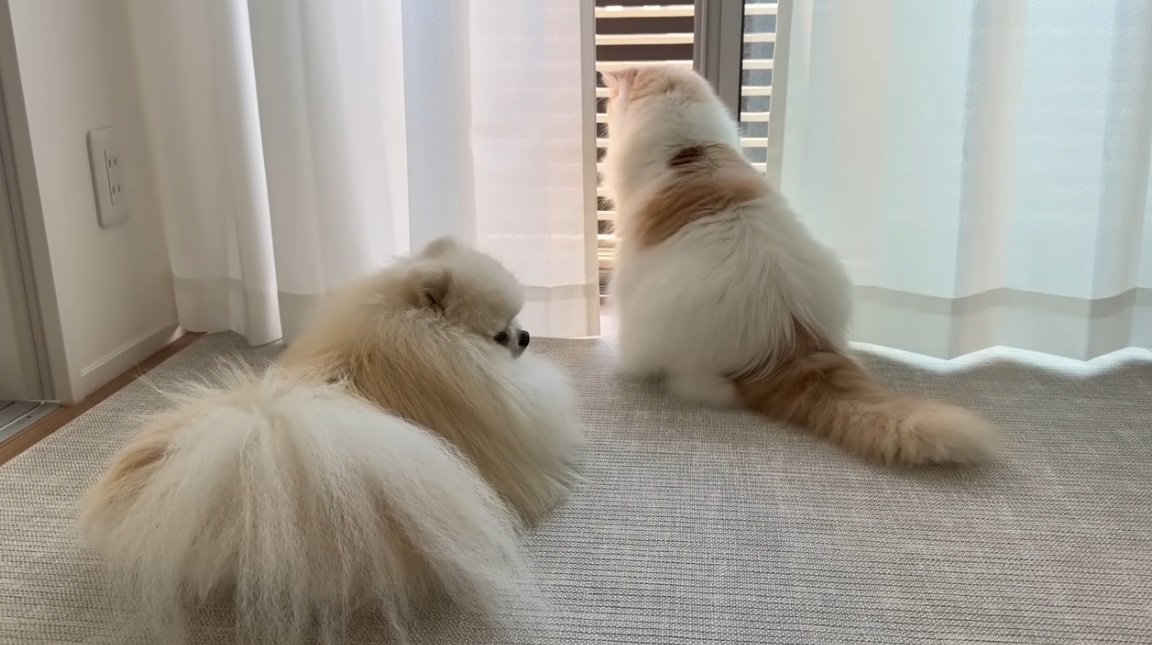 窓を見ている犬と猫