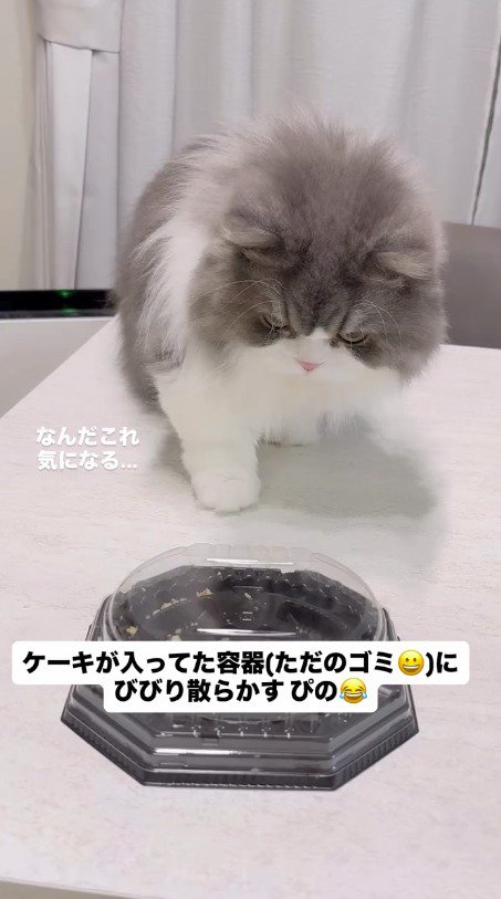 ケーキの容器に近づく猫