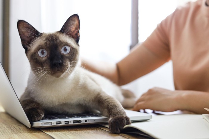 キーボードに上でくつろぐ猫