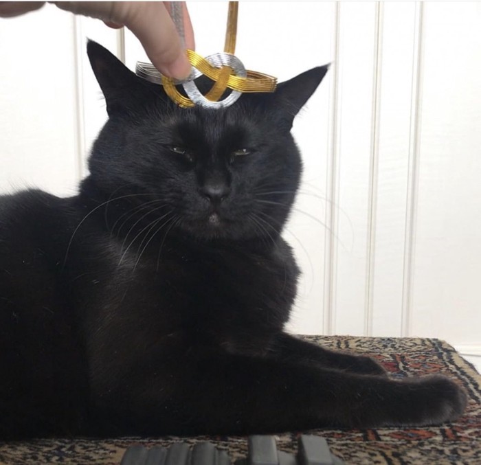 お座りする黒猫