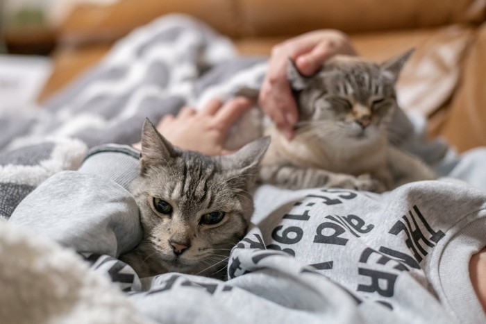 飼い主とくつろぐ2匹の猫