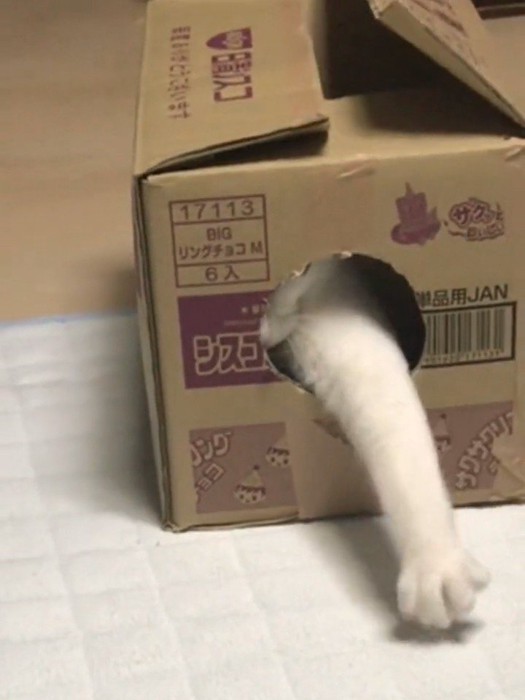 箱から前足を出す猫