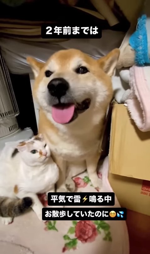 柴犬にめり込んで香箱座りしている三毛猫