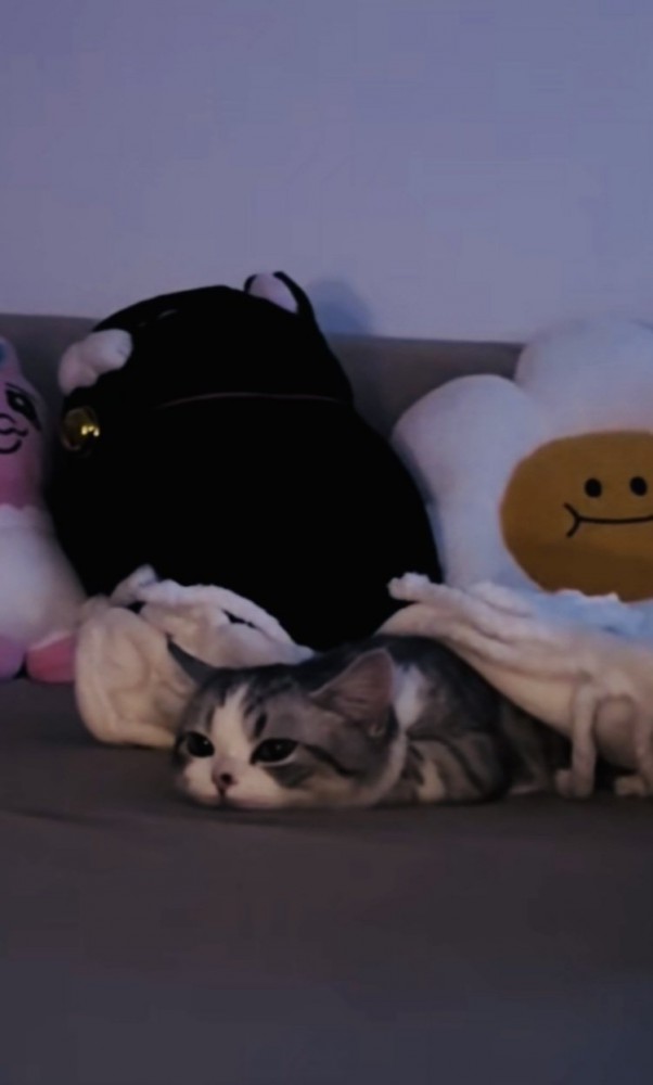 ソファに寝そべるミヌエット