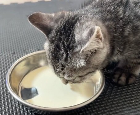 ミルクを飲む子猫