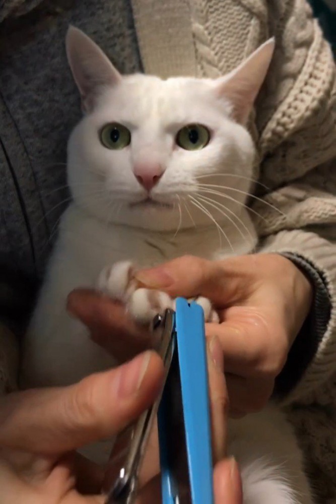 爪切り中の猫の顔