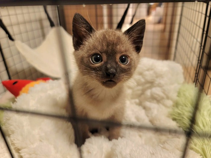 子猫時代のモコロちゃん