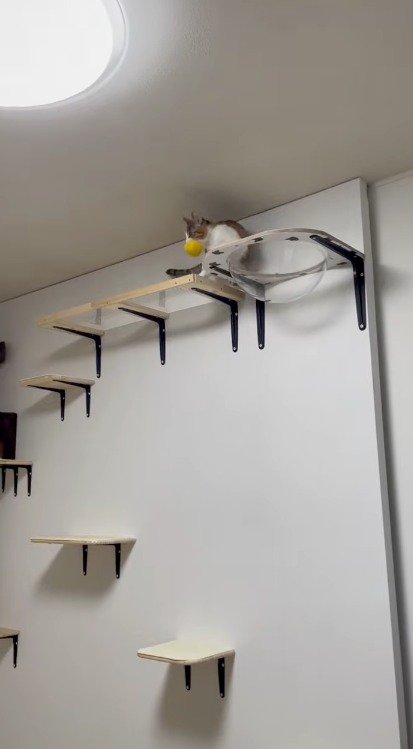 ボールを咥えて方向転換する猫