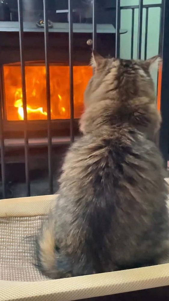 ストーブの火を見つめる猫