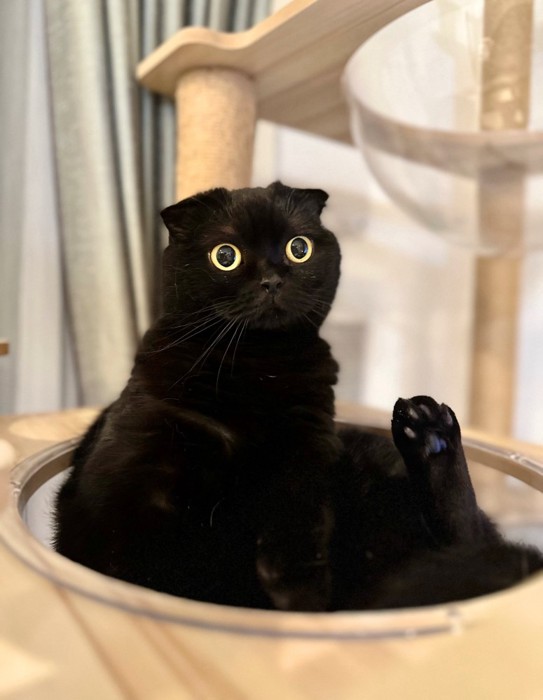 座っているぷりもちゃん