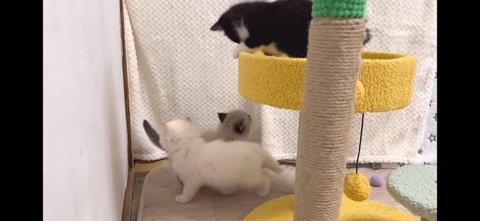 キャットタワーと猫