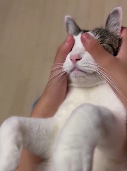 マッサージされている猫