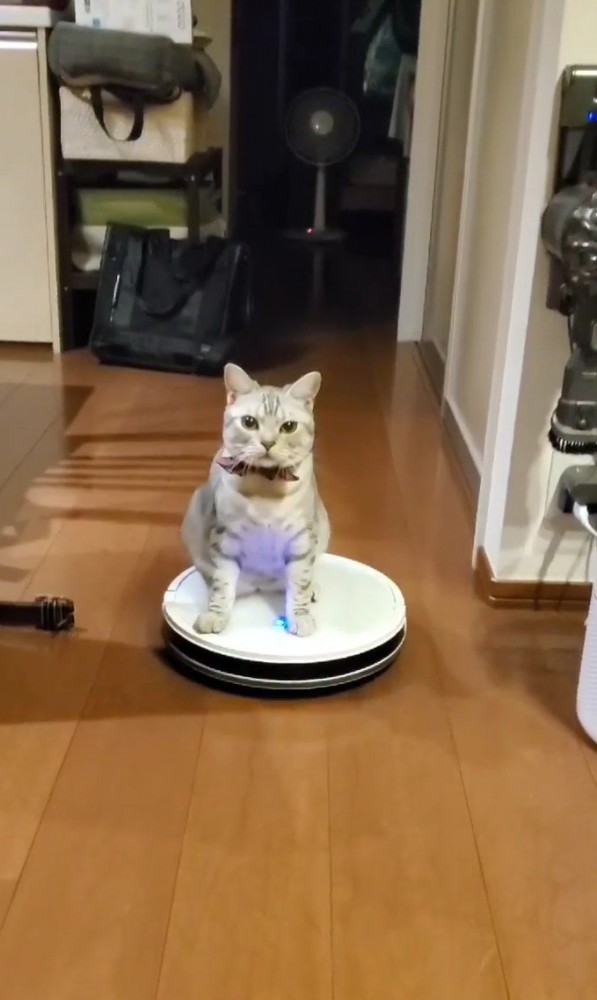 ロボット掃除機に乗る猫1