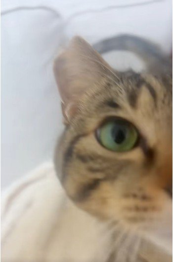 布団の上で鳴いている猫