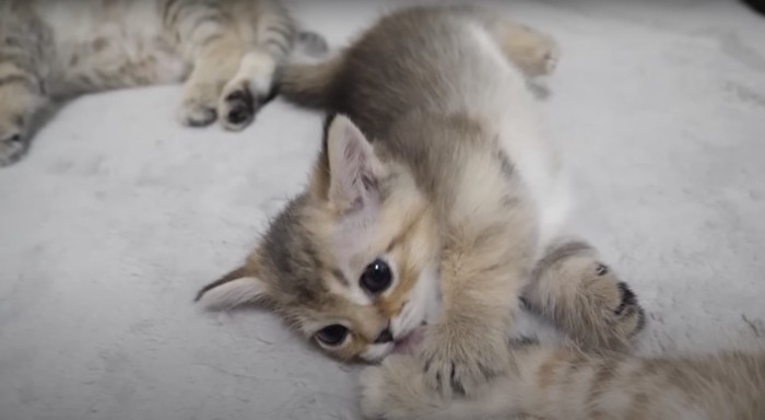 足を舐める子猫