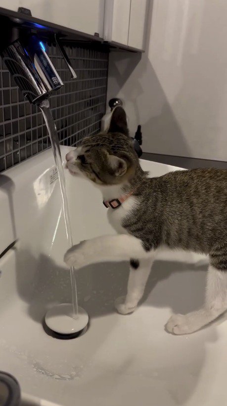 前足を浮かせながら水道から流れる水を飲む猫