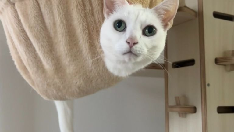 ハンモックにいる猫