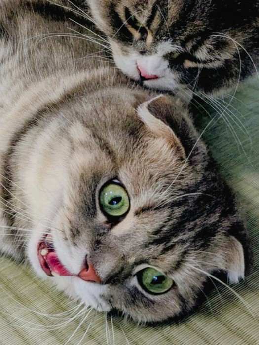 猫に背後から襲われる猫2