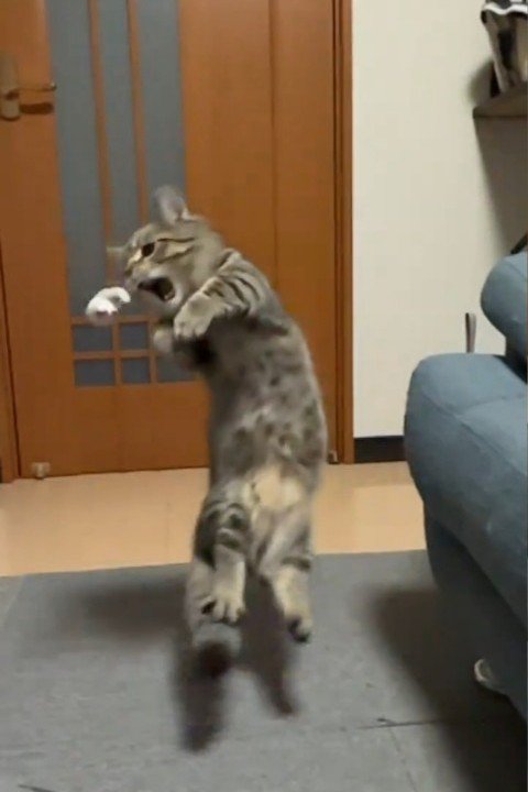 口を開ける猫