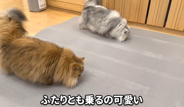 2匹の猫