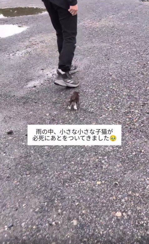男性を追いかける子猫