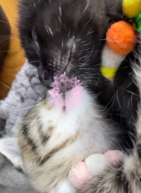 寝返りを打って顔がくっつく2匹の子猫