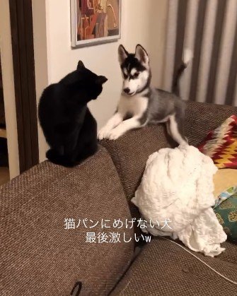 ソファの背もたれに座る黒猫とハスキー犬