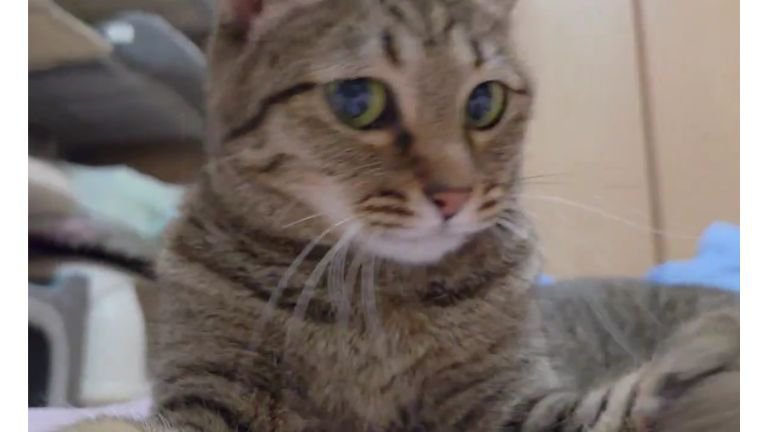 遊んでいる猫