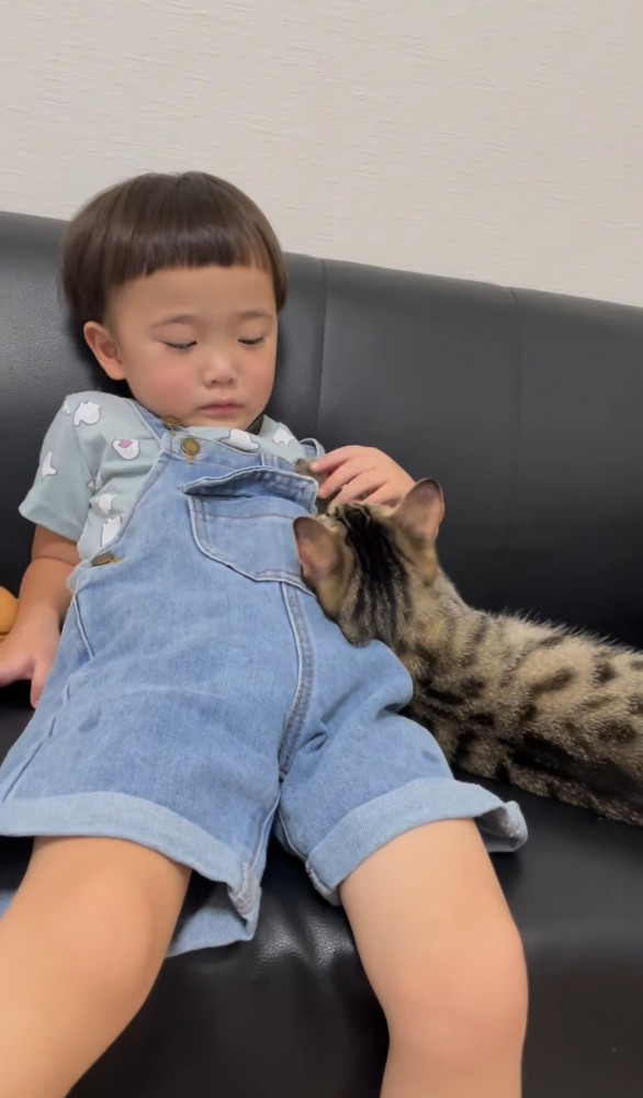 ソファに座る男の子に頭を乗せる猫