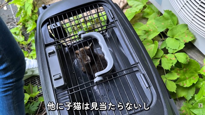 テロップ「他に子猫は見当たらないし」