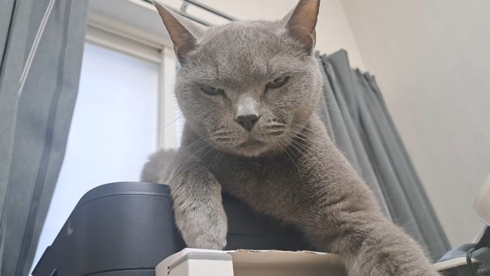 貫禄たっぷりのボス猫