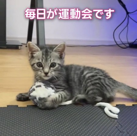 おもちゃをかかえている子猫