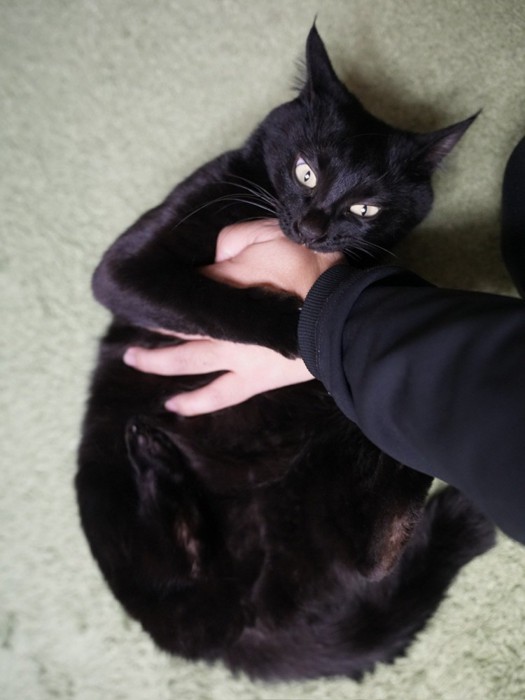 飼い主を甘噛みしている様子