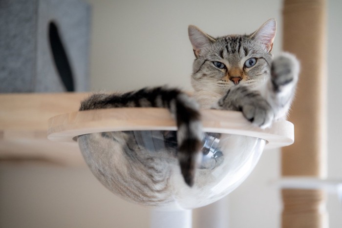 キャットタワーの宇宙船でくつろぐ猫