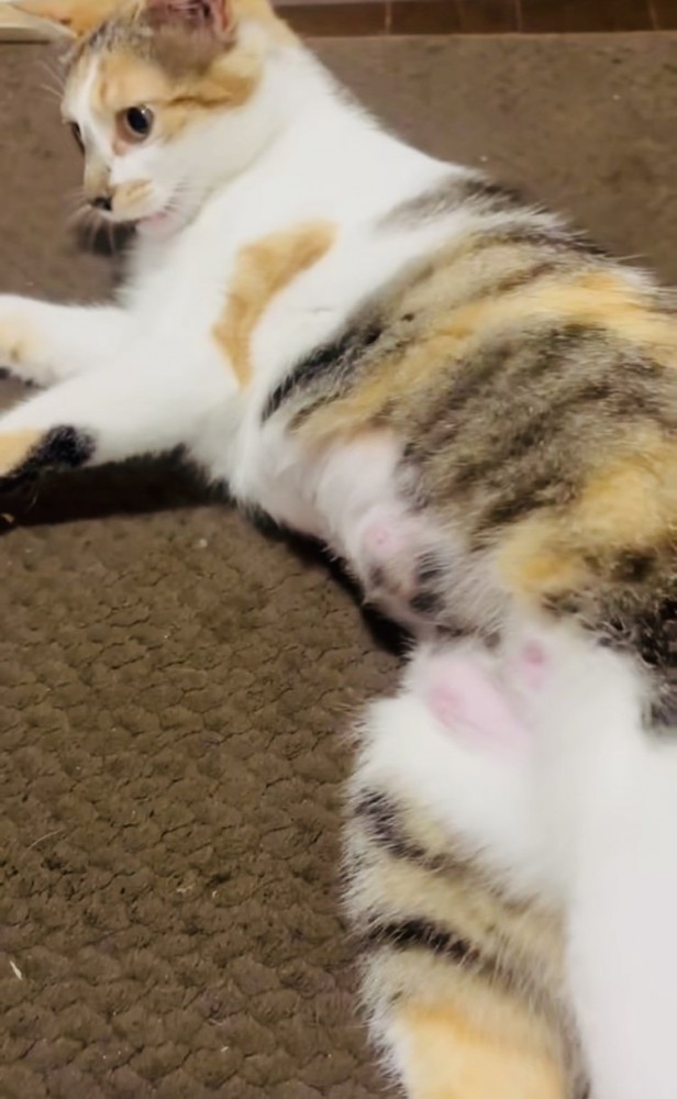 おっぱいの張った三毛猫