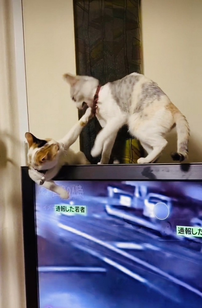 テレビの上でニャンプロする三毛猫とパステル三毛猫