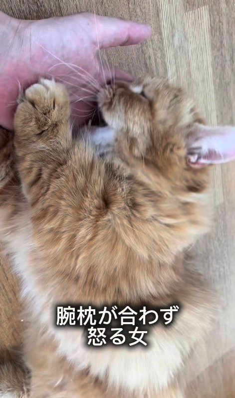 飼い主の手のひらに噛みついている猫
