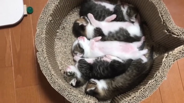 爪とぎベッドで眠る5きょうだい