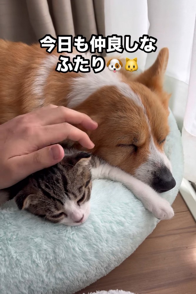 並んで寝る犬と猫