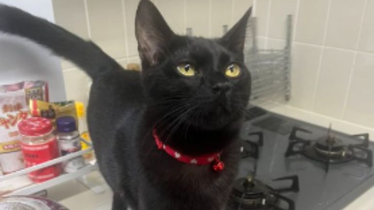 キッチンにいる猫