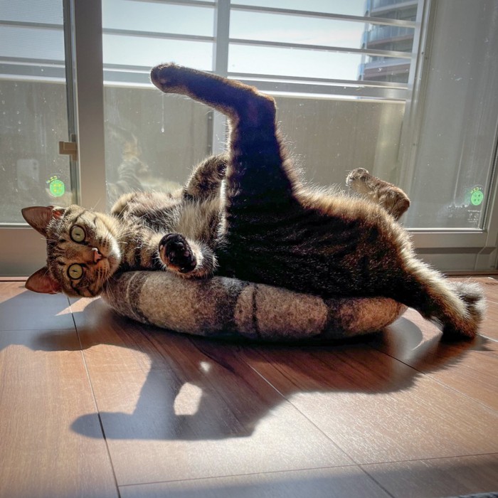 足を高くあげて寝っ転がるキジトラ猫