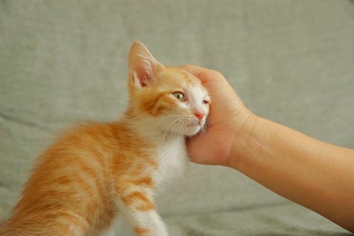 なでられる子猫