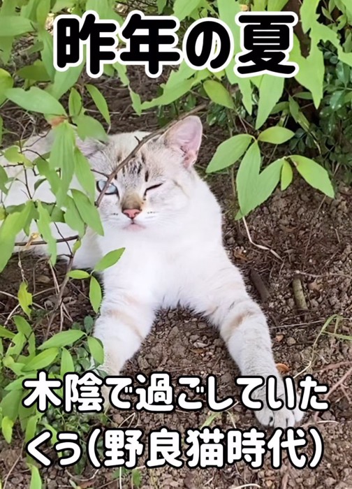 木の陰にいる猫