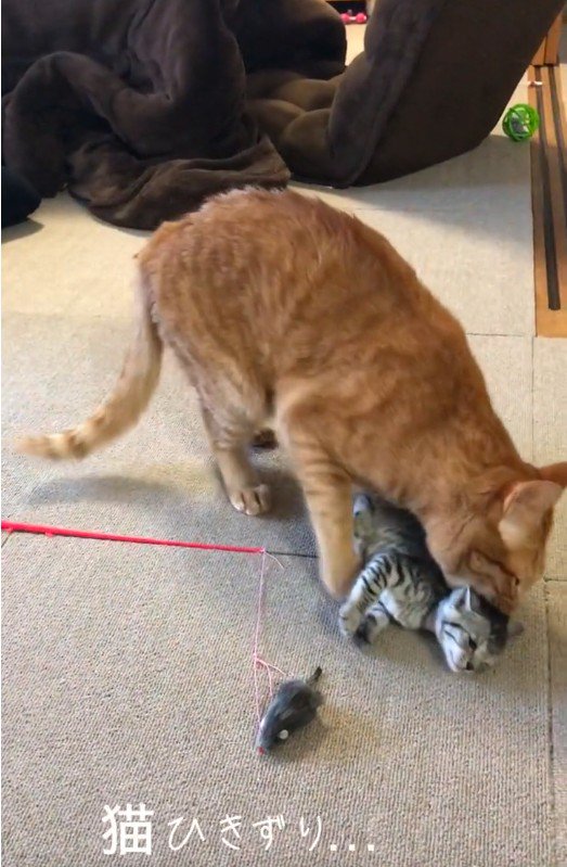子猫の首元を噛んでいる大人の猫