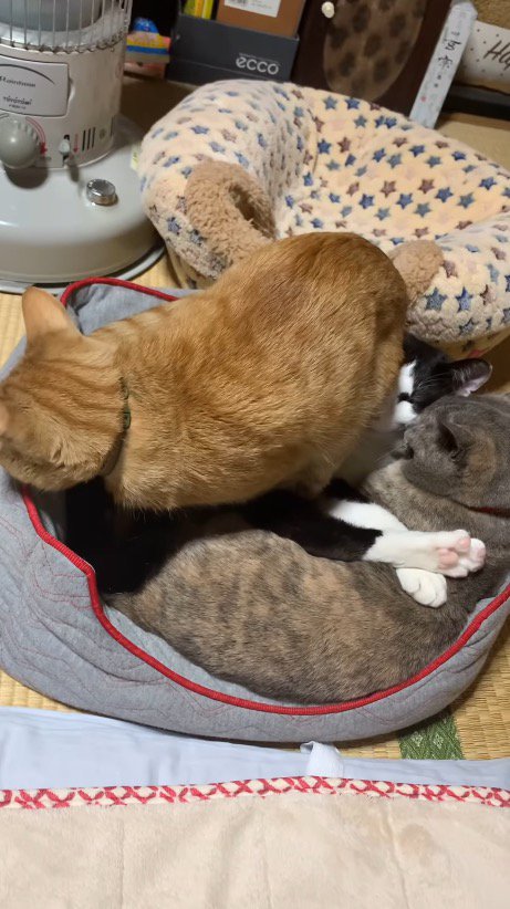 2匹の猫にお尻を向けた体勢で立ち止まる茶色い猫