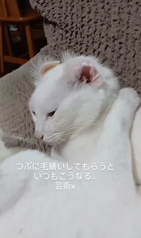 うつむく猫