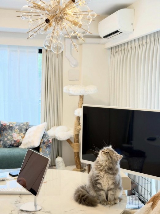 テーブルの上に座って天井に視線を向ける猫